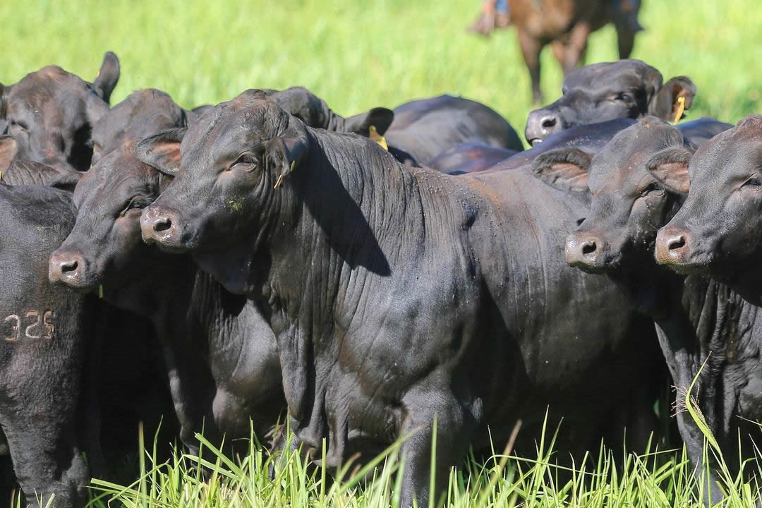 brangus no brasil - Brtexas - mato grosso do sul