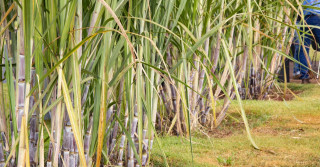 Safra de cana-de-açúcar 2025/2026: desafios climáticos e oportunidades para aumentar a produtividade