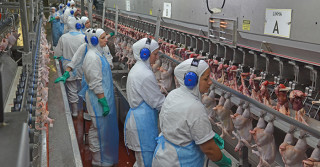 frigorifico abate de frnagos linha de producao