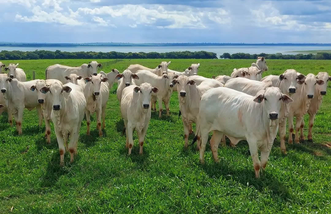 garrotada no pasto com rio ao fundo- recria intensiva