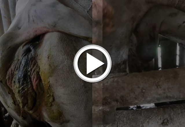 hermafroditismo bovina