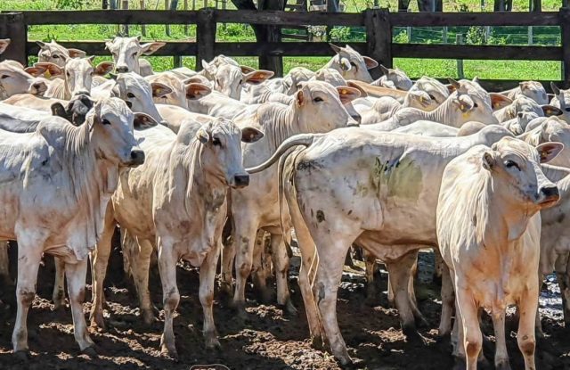 novilho precoce mato grosso do sul novilho precoce mato grosso do sul