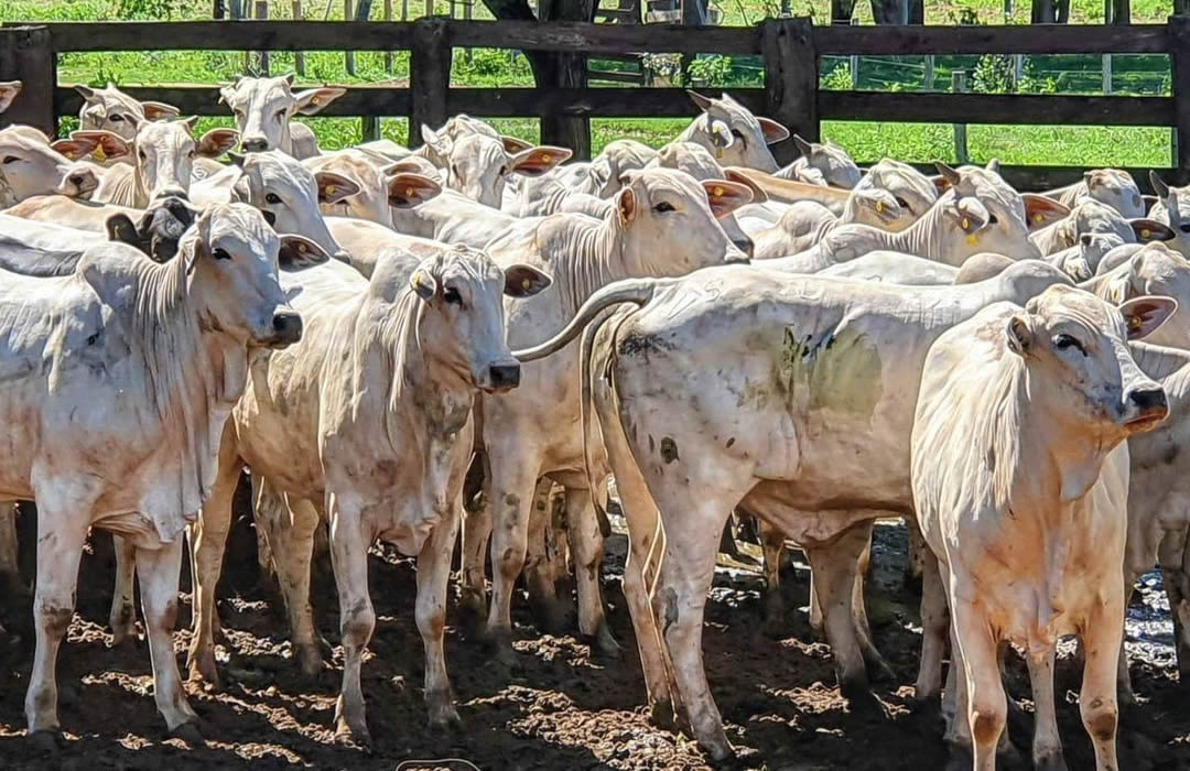 novilho precoce mato grosso do sul