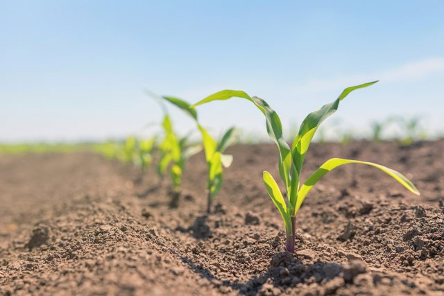 agricultura