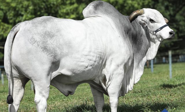 rem el toro da raca nelore - genetica aditiva rem el toro da raca nelore - genetica aditiva