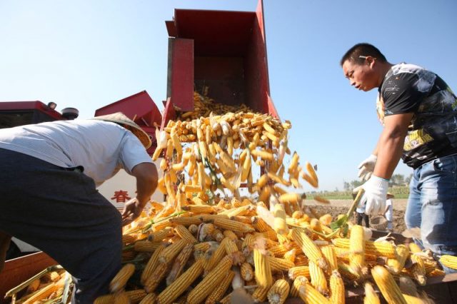 Produtores rurais descarregam milho recém-colhido em uma fazenda em Bozhou, na província chinesa de Anhui