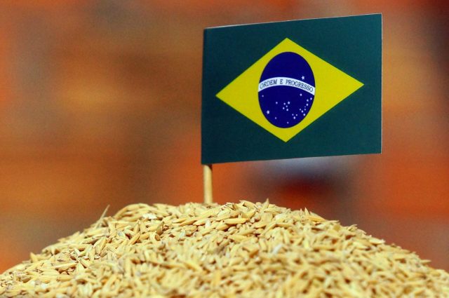 arrozbrasileiro