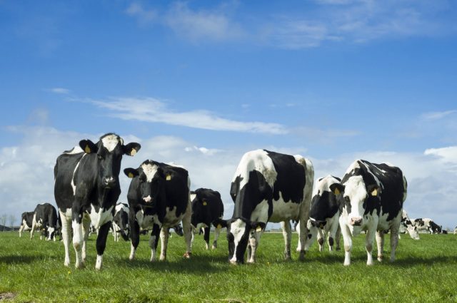 Vacas