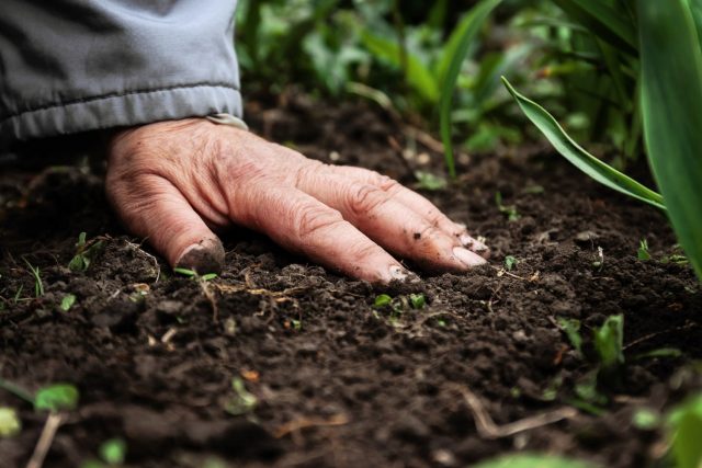 agricultura sustentável