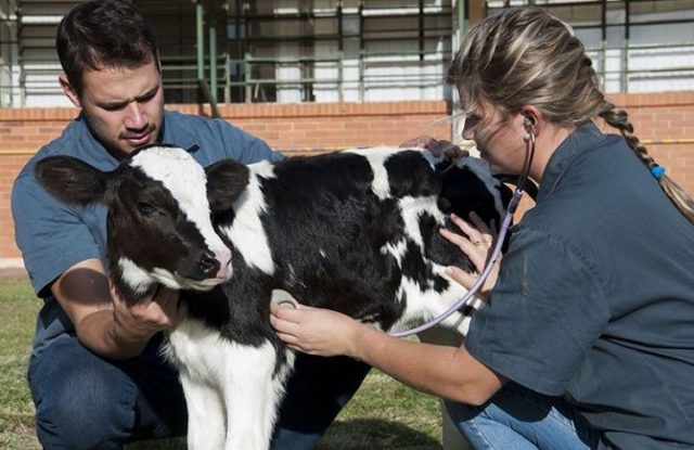 Médico-veterinário Médico-veterinário
