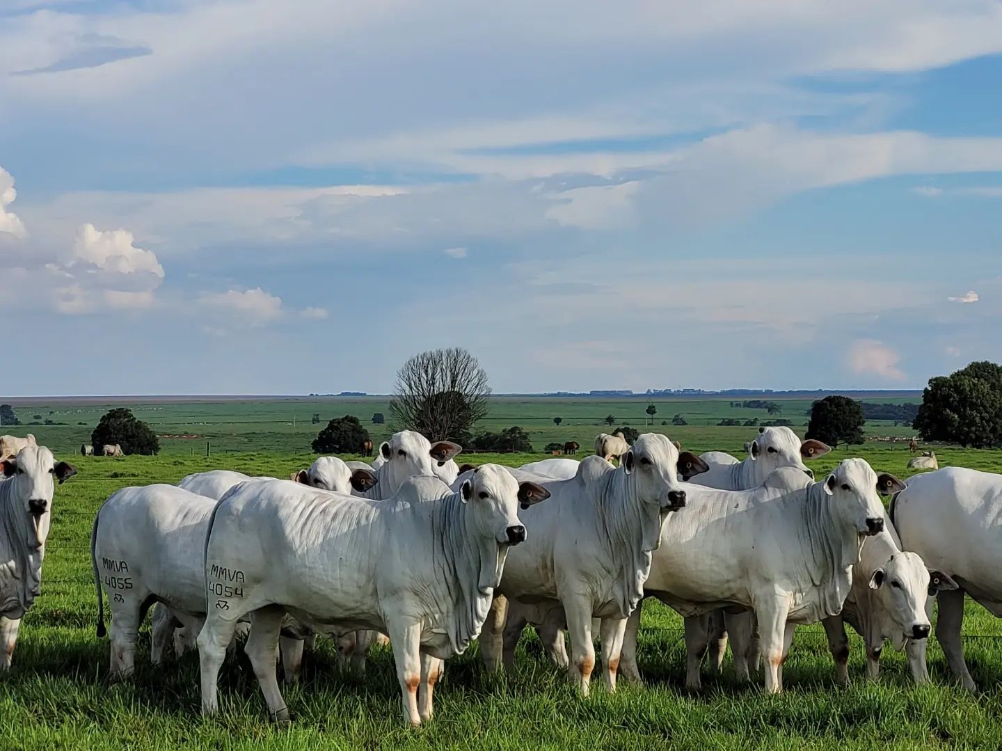 Nelore PO Fazenda Jacamim