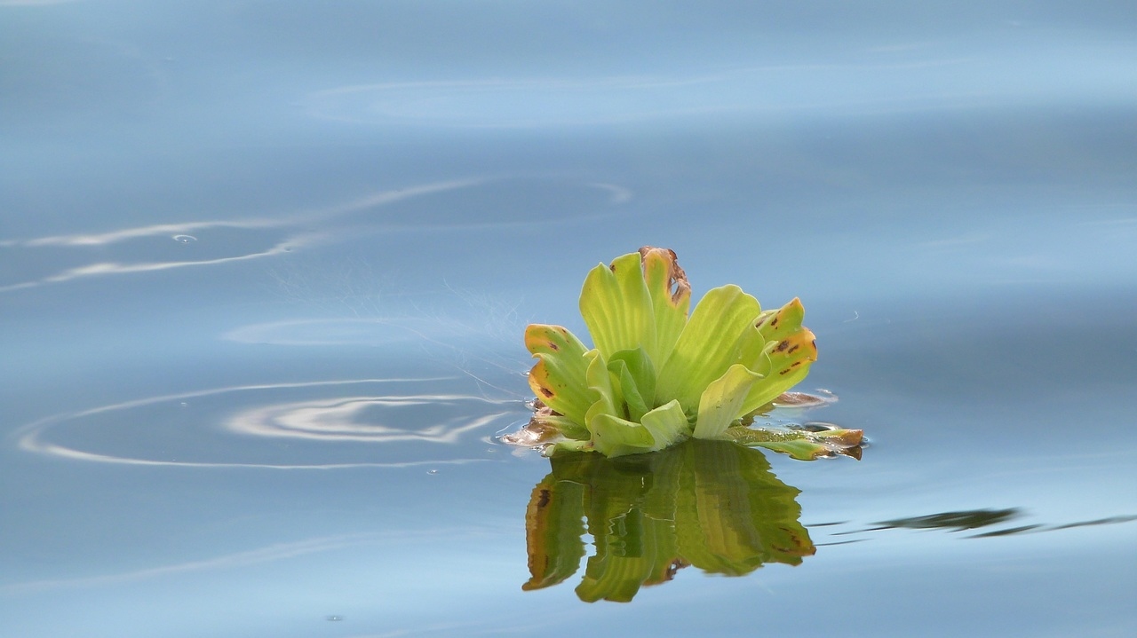 O poder das plantas aquáticas no biomonitoramento ambiental