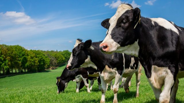 vacas