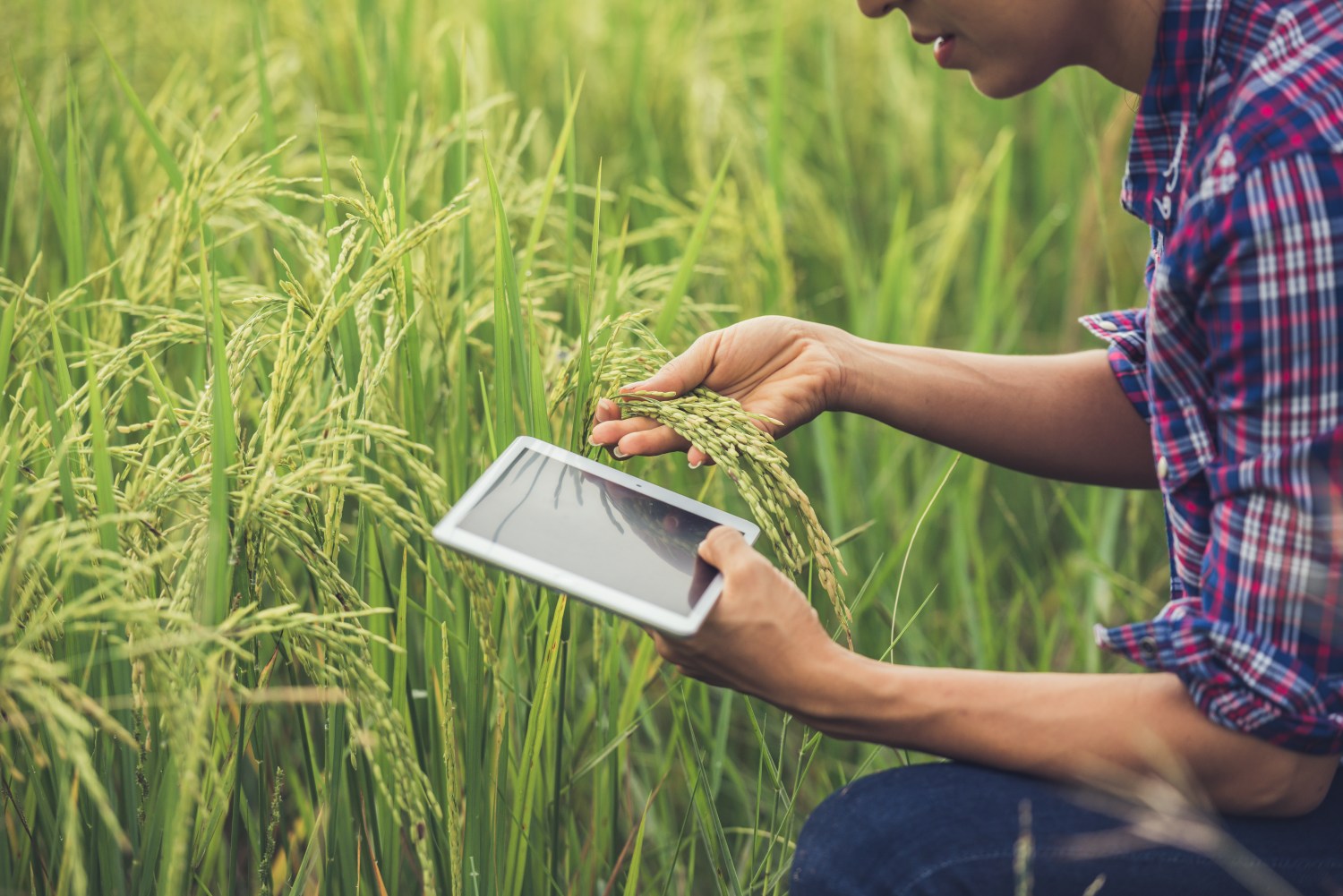 O Brasil tem uma agricultura diversificada com produtos como soja, milho, café, arroz e proteínas animais, o que é bom para a economia, mas como será que o agro se saiu em 2023 e quais são as perspectivas para o agro em 2024?