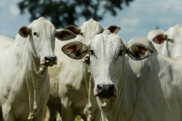 femeas da raca nelore - embrapa cerrados 3 femeas da raca nelore - embrapa cerrados