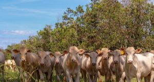 Animais à sombra em campo experimental de sistema ILPF após desbaste de árvores