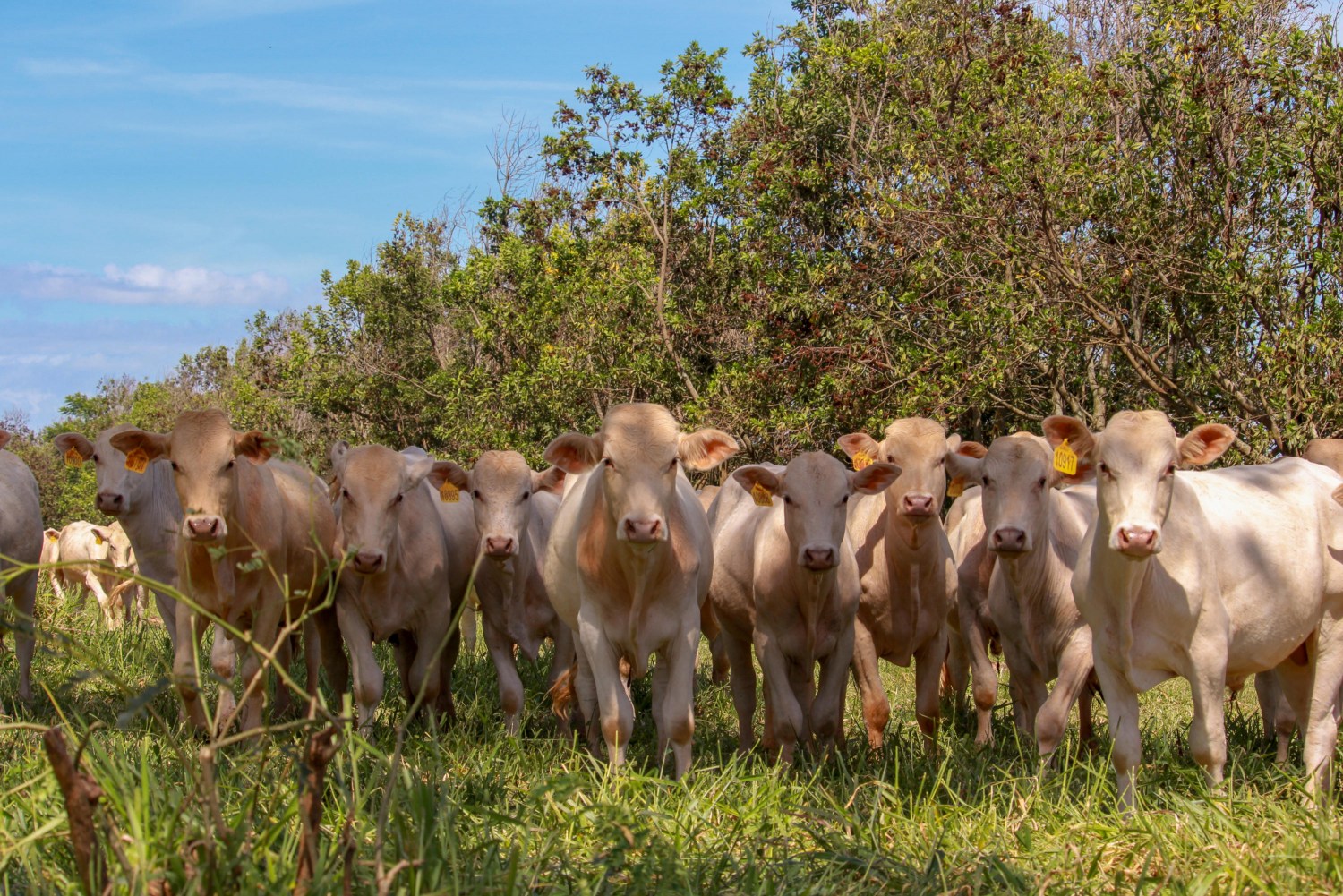 Animais à sombra em campo experimental de sistema ILPF após desbaste de árvores