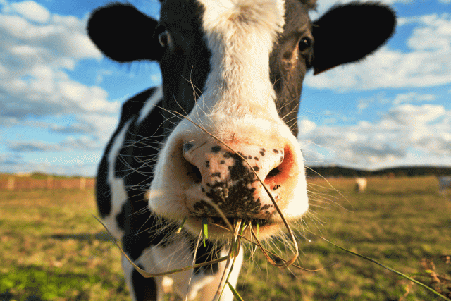 vaca