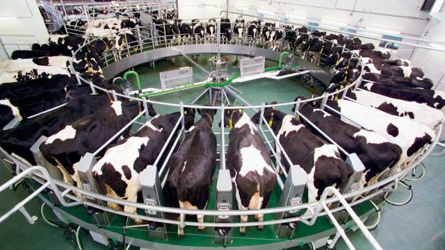 maiores fazenda de leite do mundo.jpg