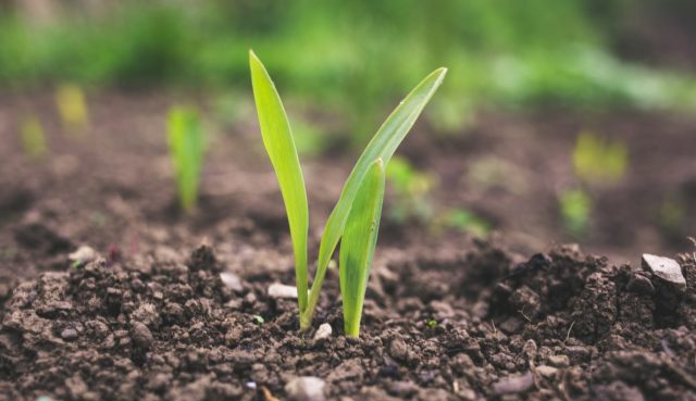 AGRICULTURA