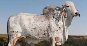 touro gir leiteiro - lusitano do BASA