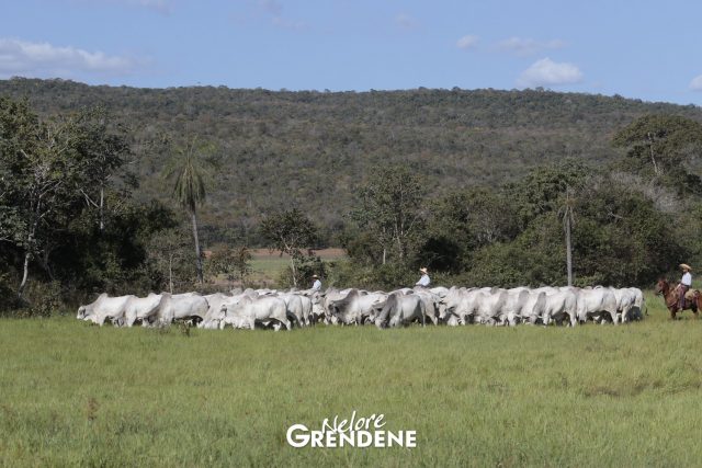 Boiada - grupo de manejo copiar