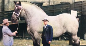 Brooklyn Supreme - Conheça um dos maiores cavalos da história