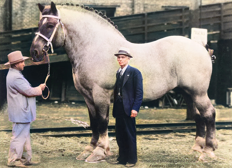 Brooklyn Supreme - Conheça um dos maiores cavalos da história