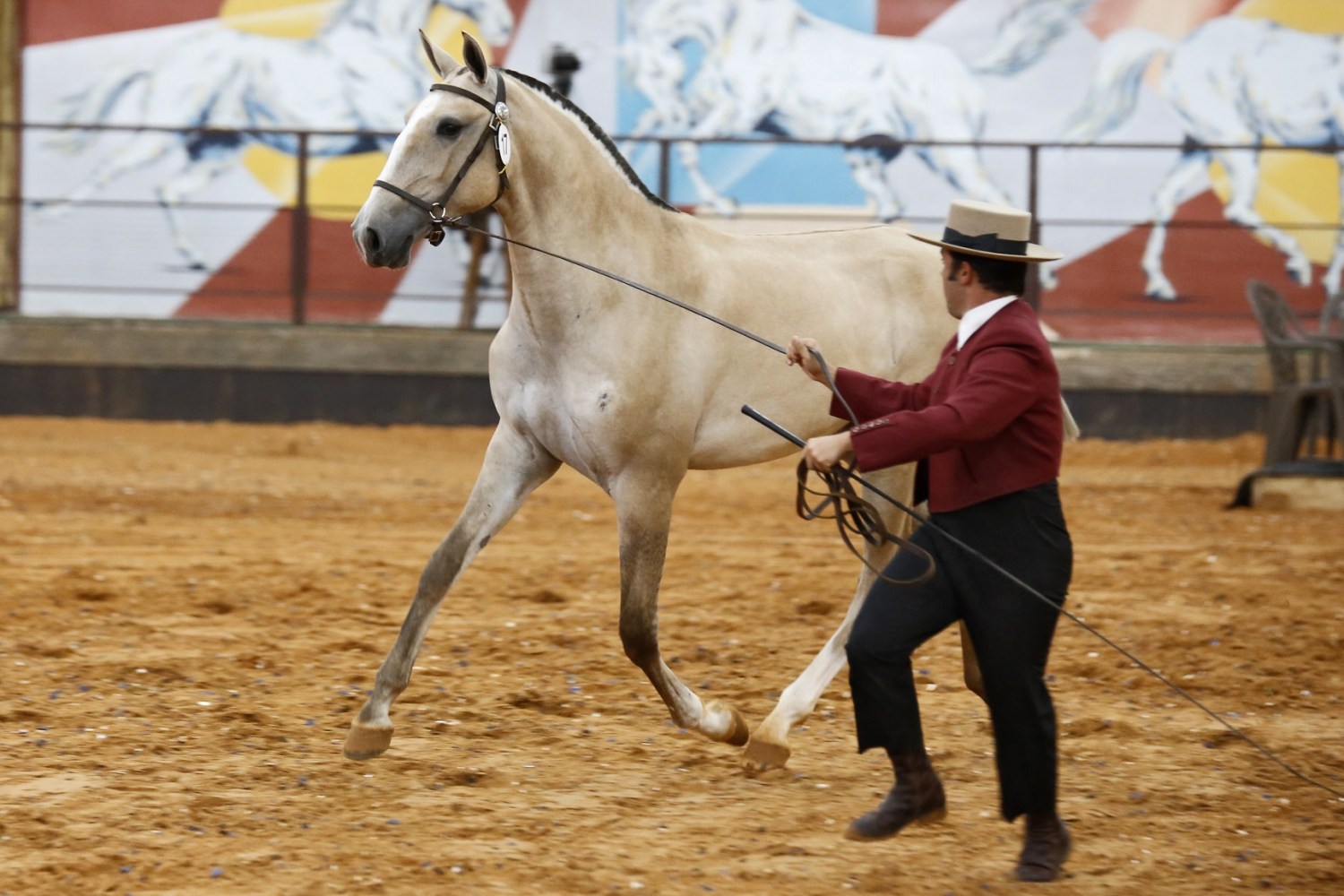Expo Internacional do Cavalo Lusitano acontece no Guarujá