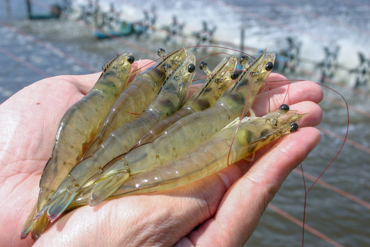 Aditivos-contribuem-para-reducao-do-uso-de-antibioticos-na-aquicultura-e-promovem-a-potencializacao-da-funcao-imunologica-natural-Credito-C-Lotongkum-Divulgacao