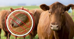 Pesquisa vai identificar gene do carrapato no gado Angus