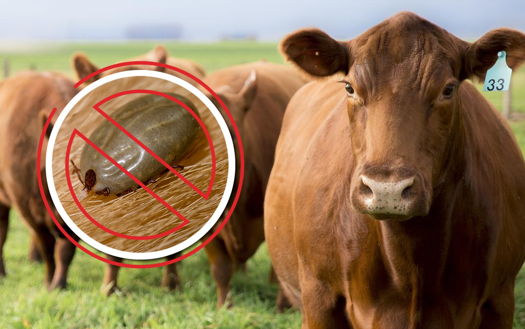 Pesquisa vai identificar gene do carrapato no gado Angus