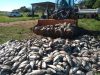 Piscicultor perde 20 ton de peixes