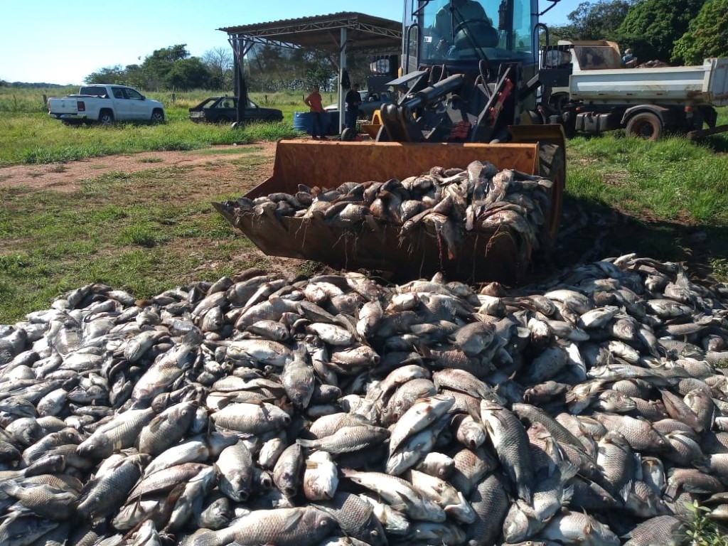 Piscicultor perde 20 ton de peixes