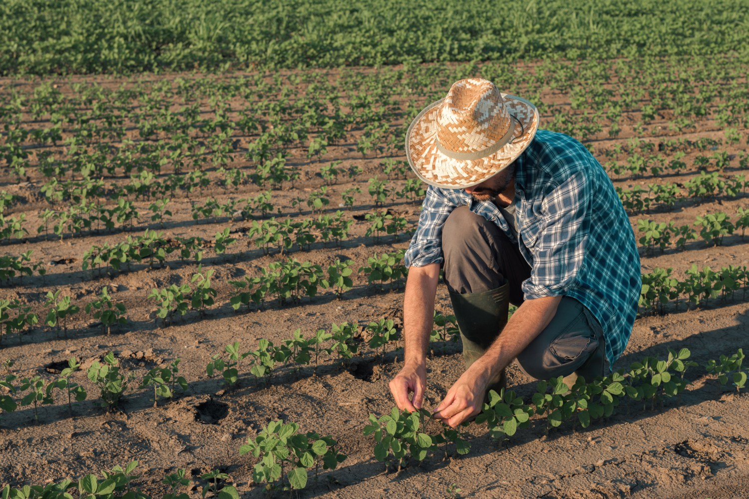 agricultura