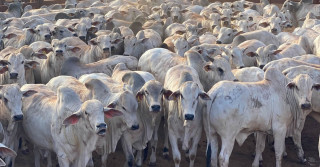 Recuperação extrajudicial no agronegócio