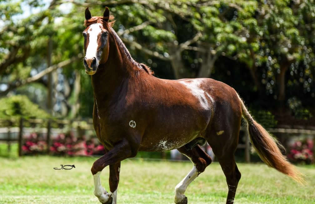 cavalo mangalarga