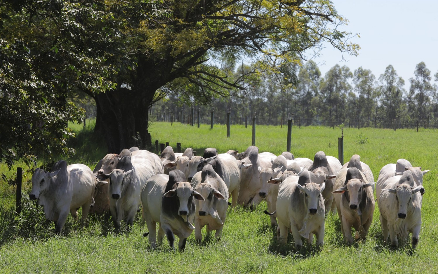 tourama nelore no pasto com arvore