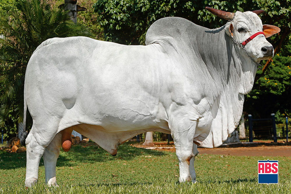 touro nelore 3T DA ALÔ BRASIL