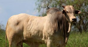 touro nelore - fazenda serenata - maracaju ms