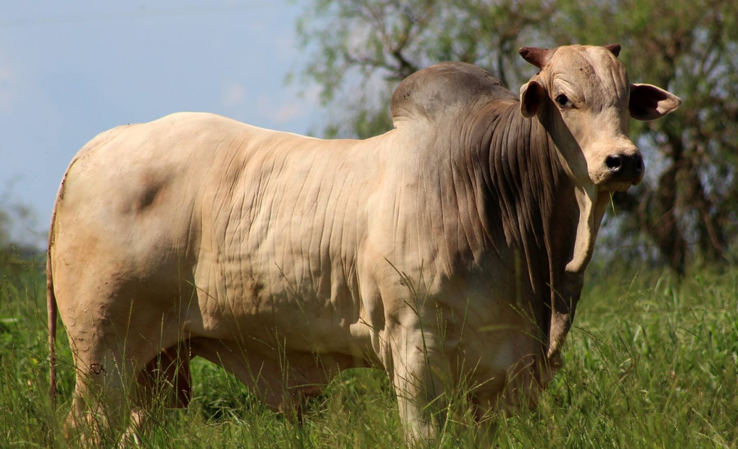 touro nelore - fazenda serenata - maracaju ms