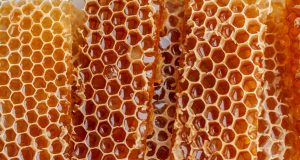 mel de abelha sem ferrão