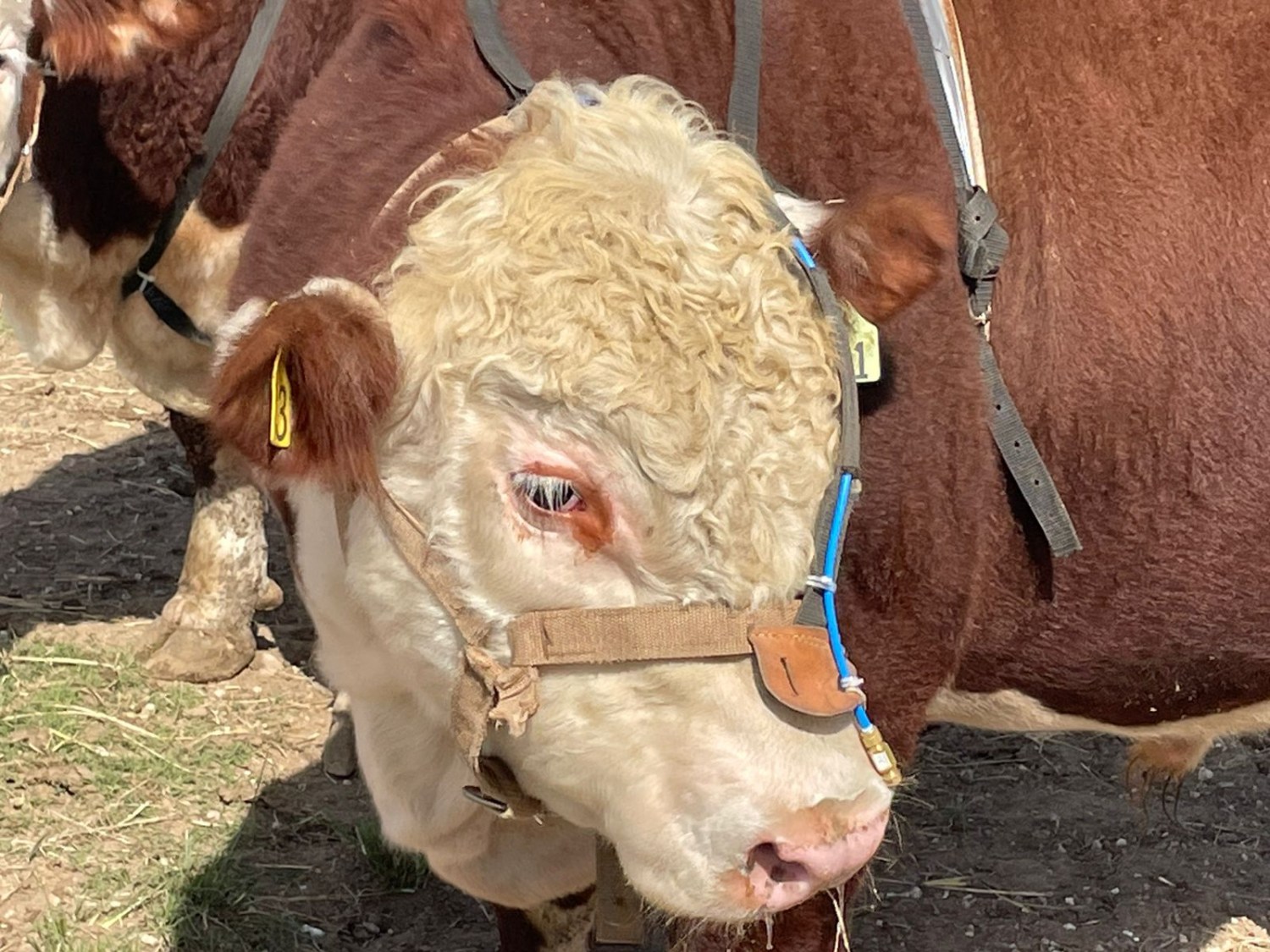 Animais em avaliação - Foto de Cristina Genro