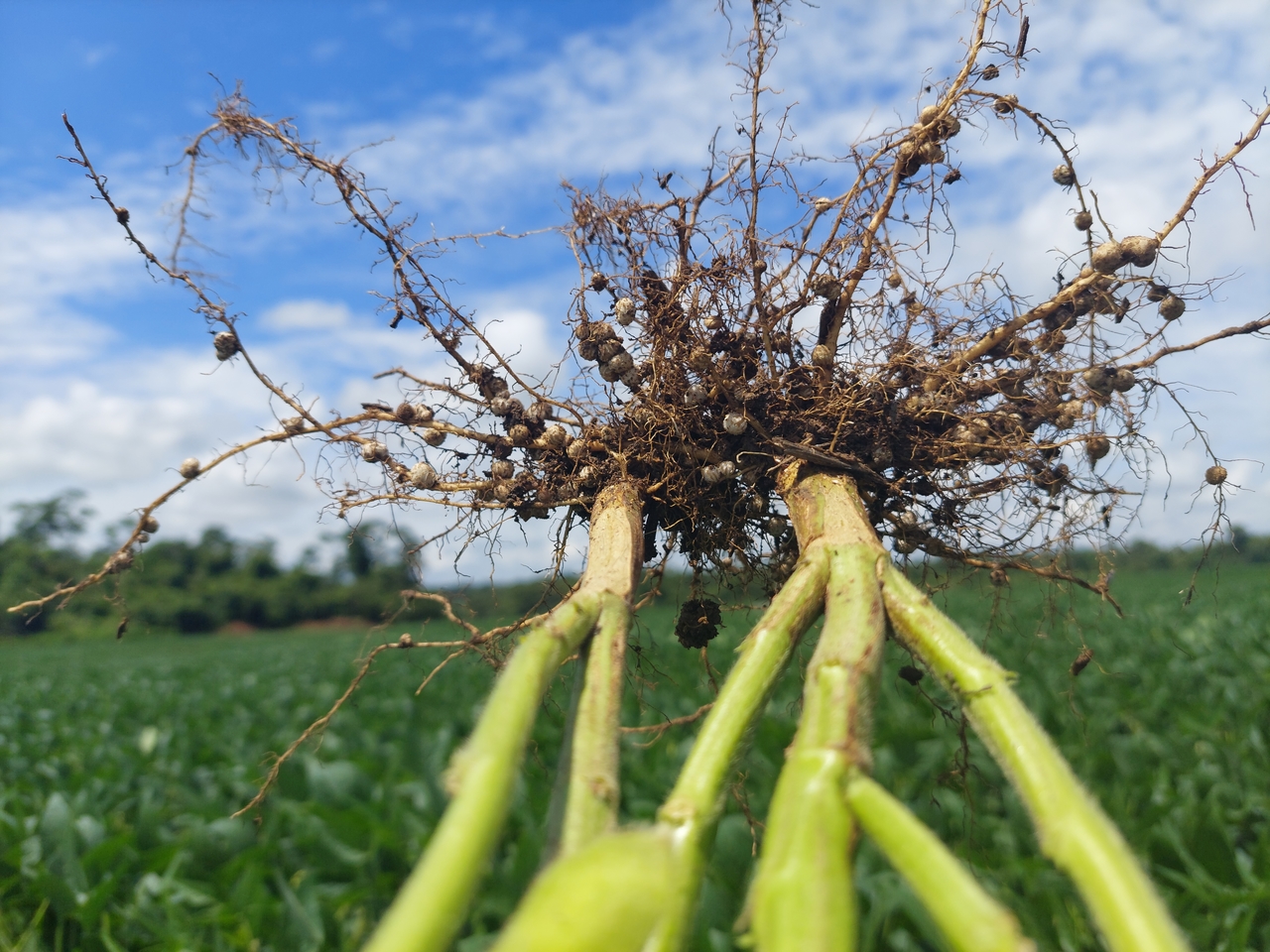 Produtores encontram soluções eficazes a falta de fertilizantes