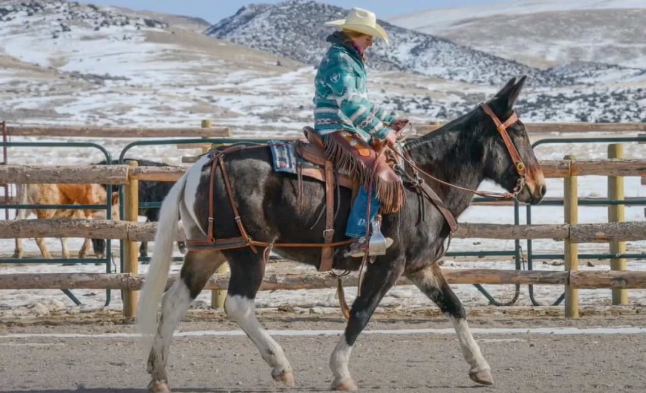 Mula Lady May - vendida no Salmon Select Mule Sale