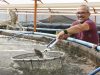 Produtor aposta em cultivo de peixes indoor no Paraná