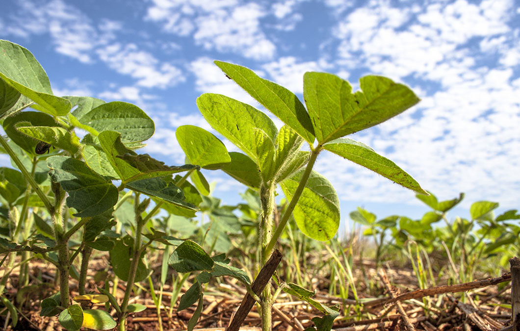 NOVO herbicida pré-emergente para SOJA e MILHO