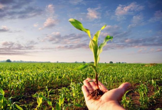 agricultura