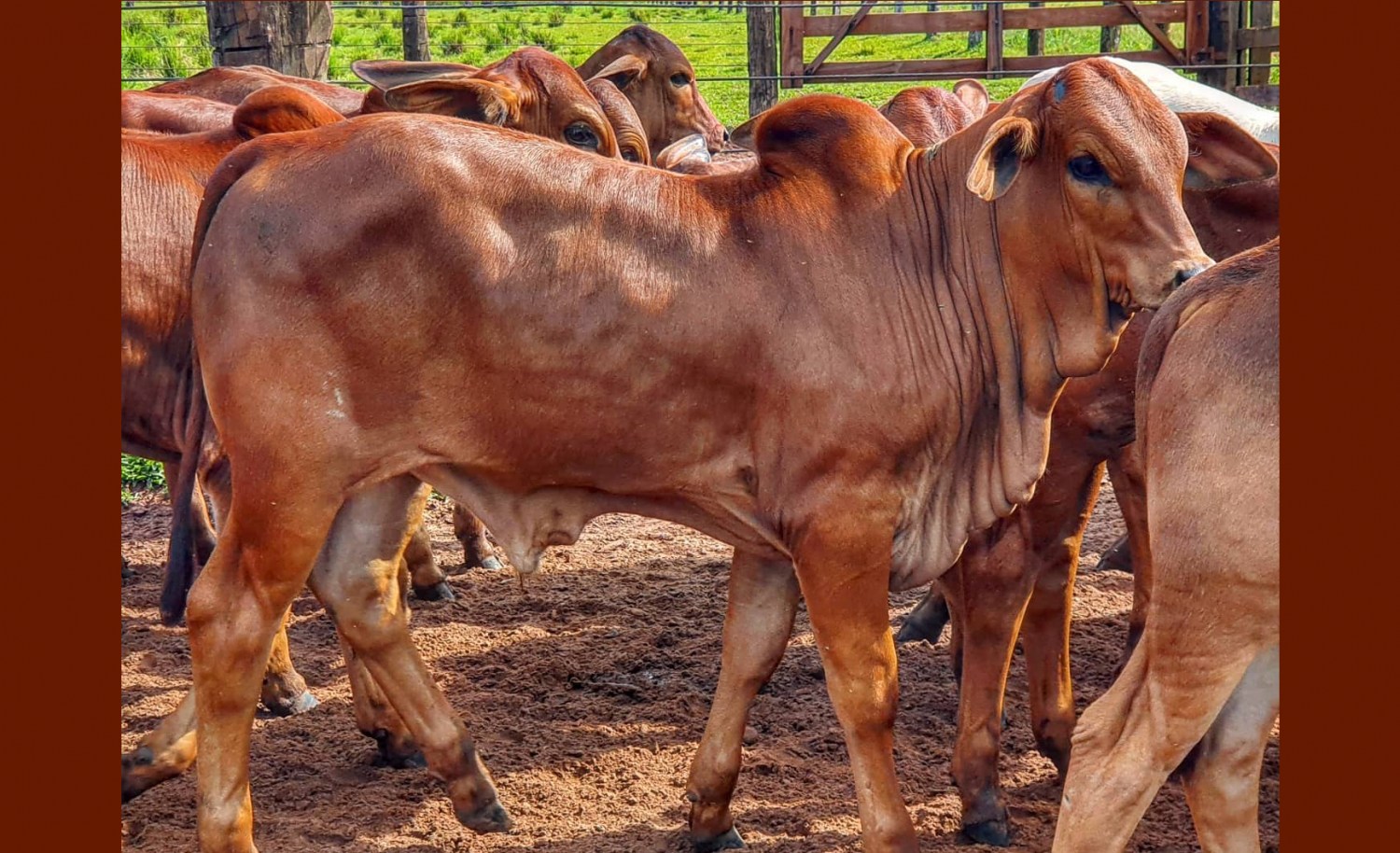 bezerro da raca sindi - Fazenda Porangaba