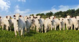 femeas da sino agropecuaria